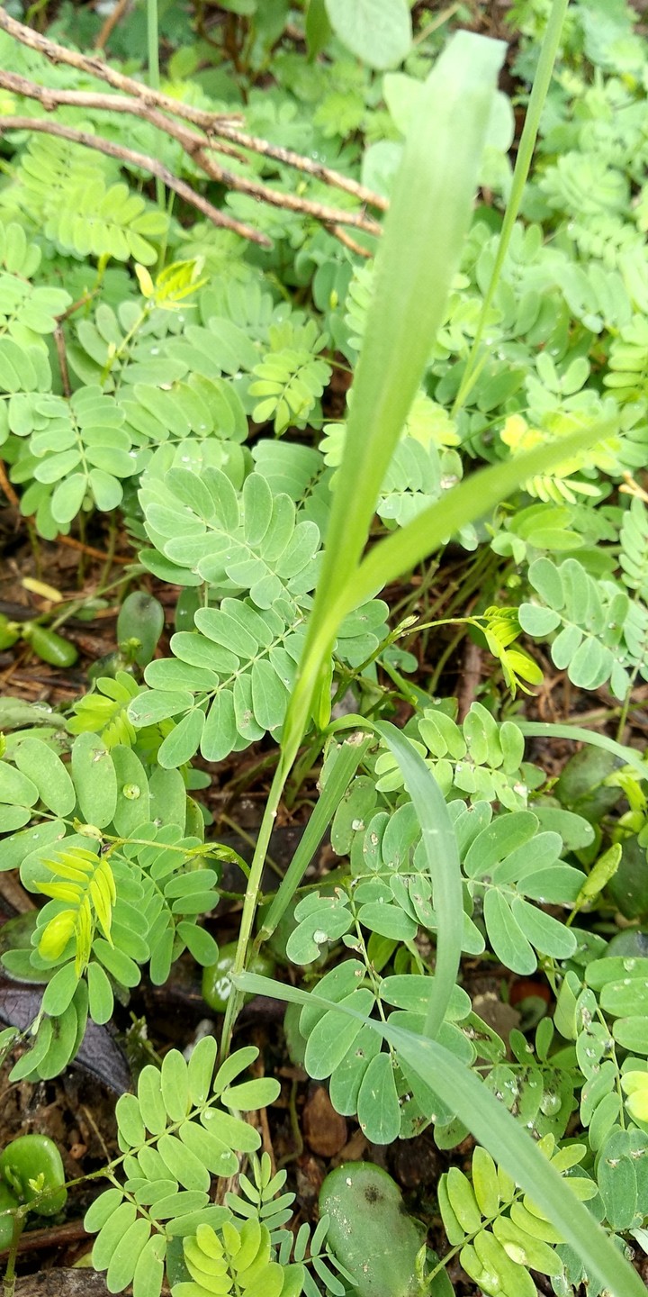 evergreen grass