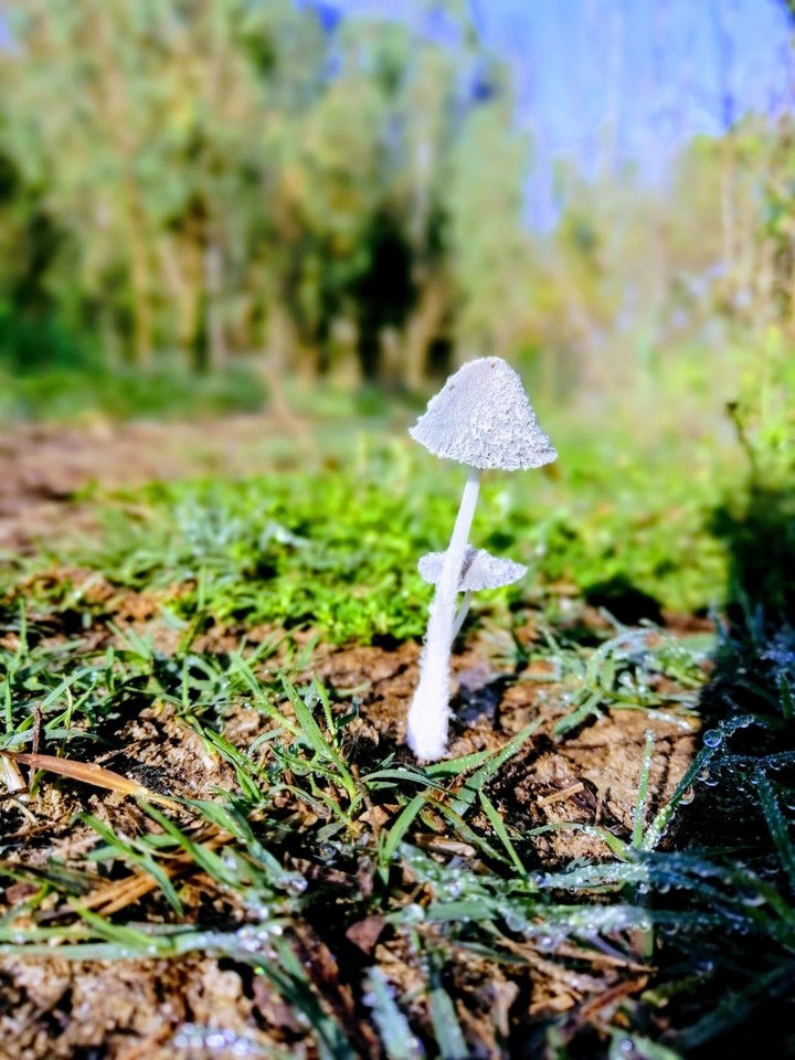 mushroom