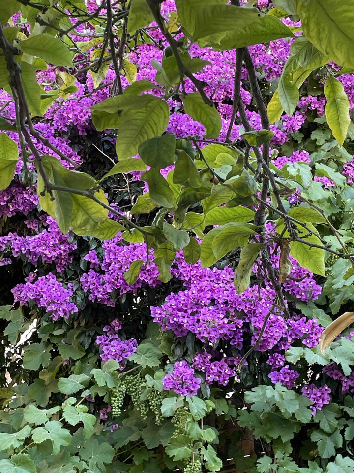 trinitarias