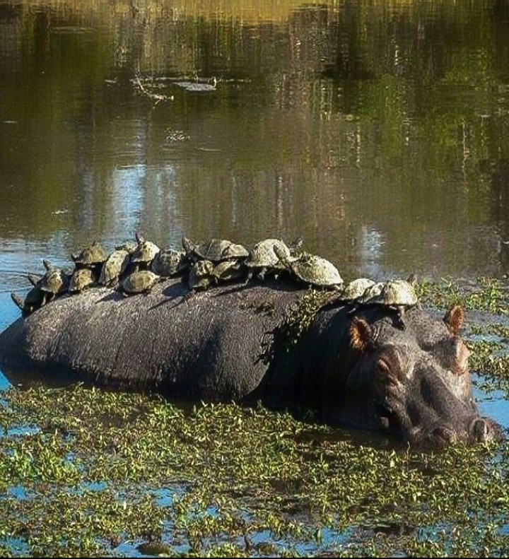 The Hippo Bus Home
