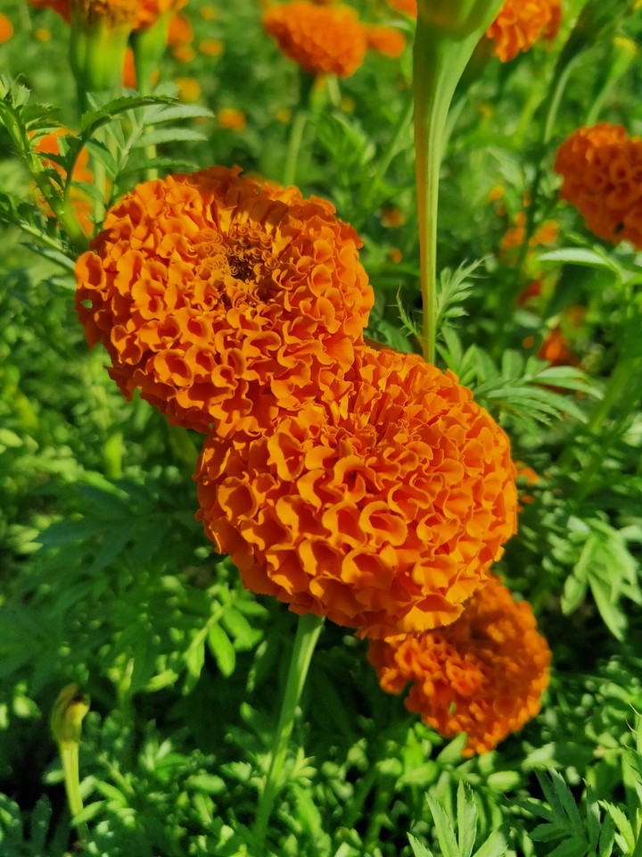 Marigold