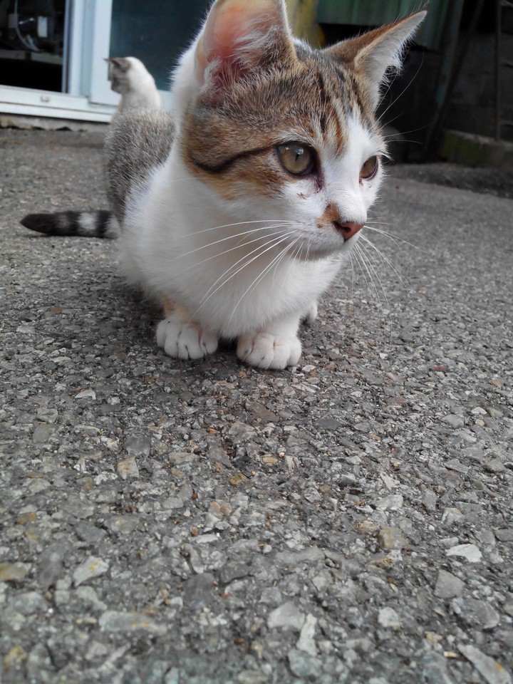 Cats