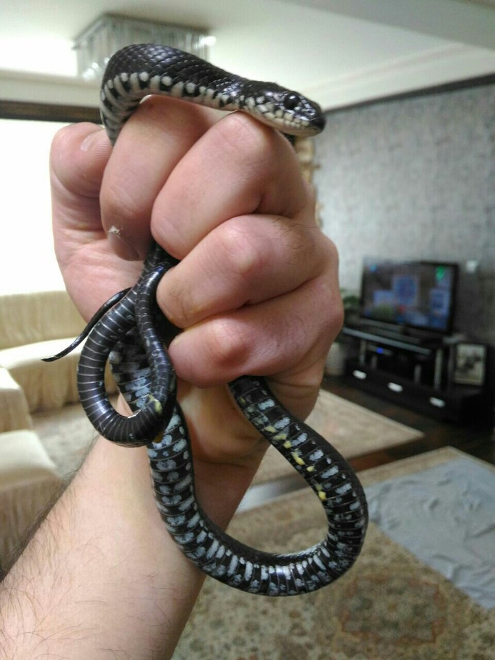 snake