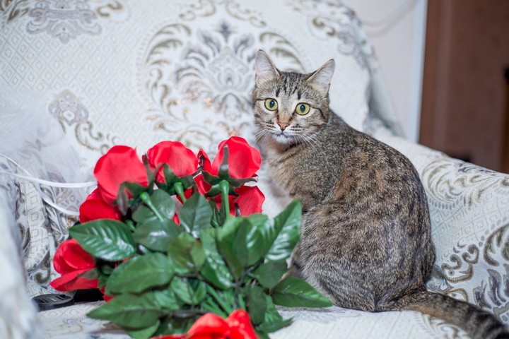 cat