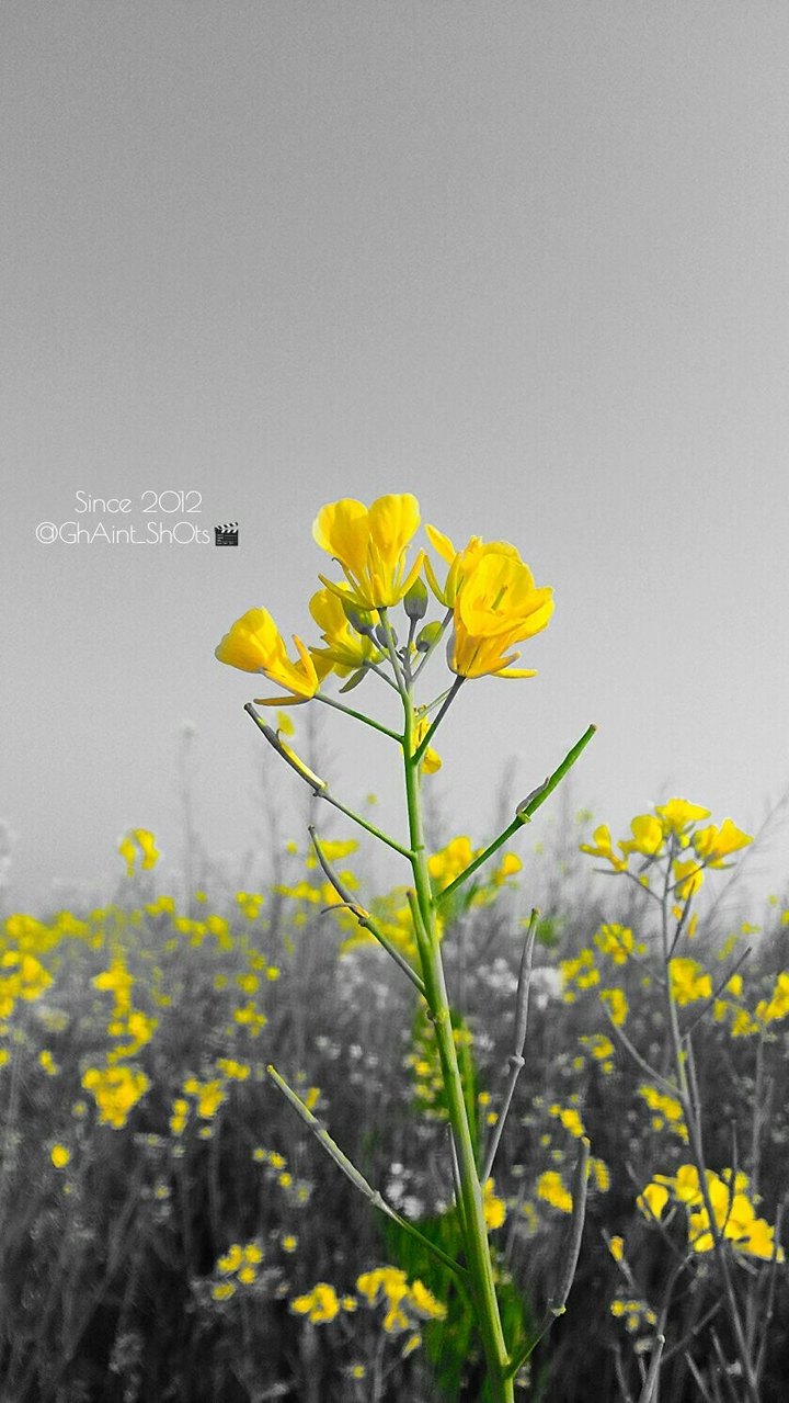 mustard Flower Black n whiTe