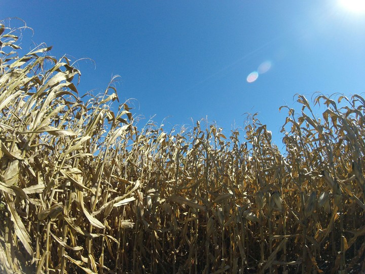 Cornfield