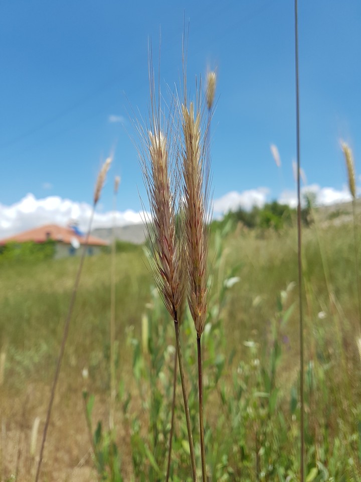 yayla 