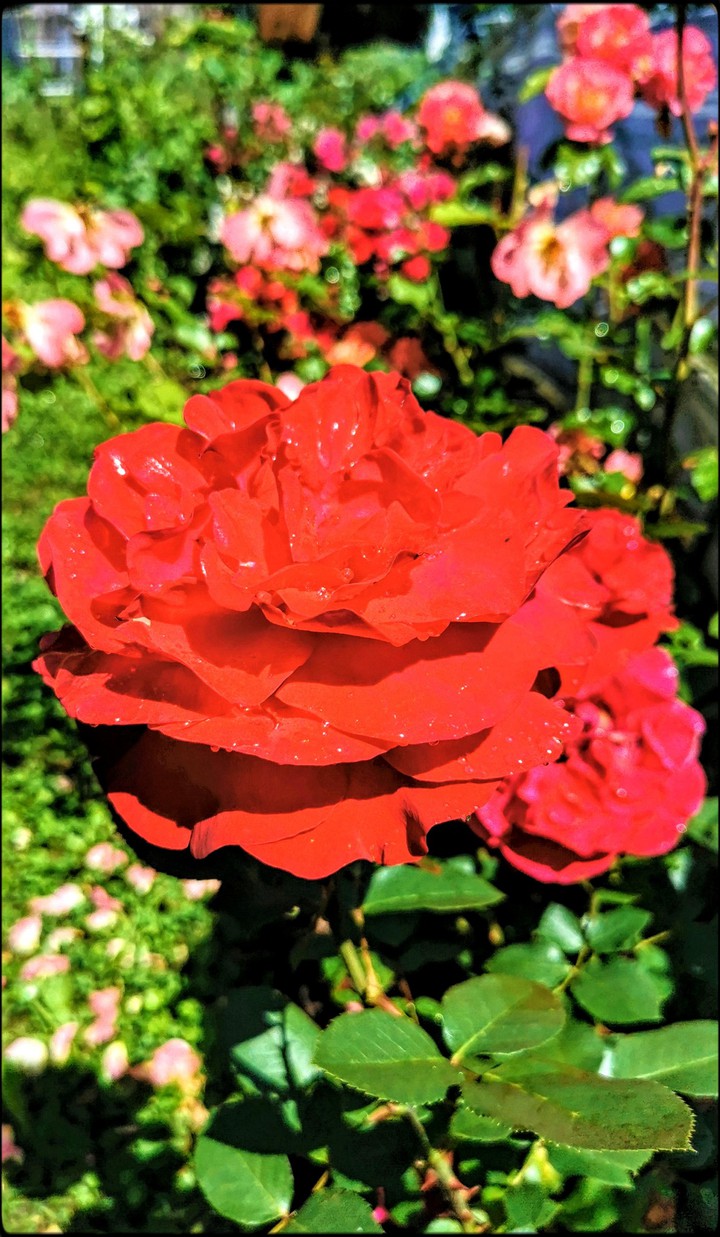 wunderschöne rote Rose