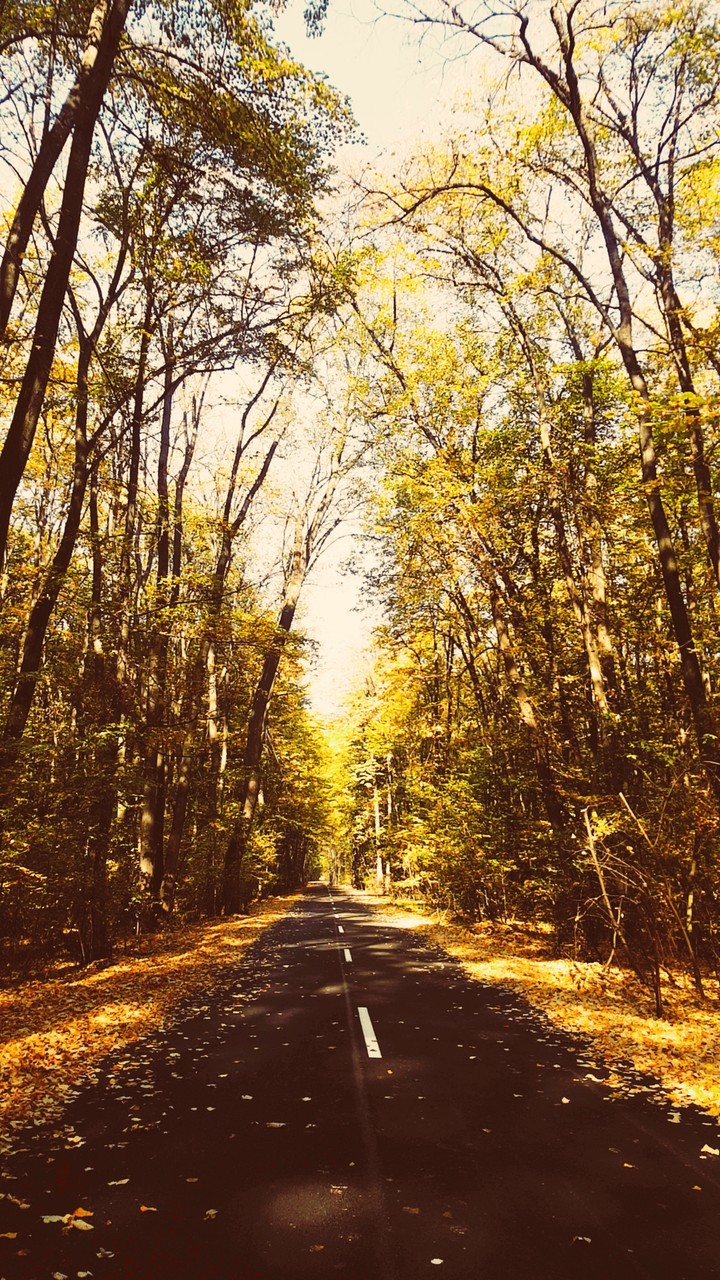 In the forest