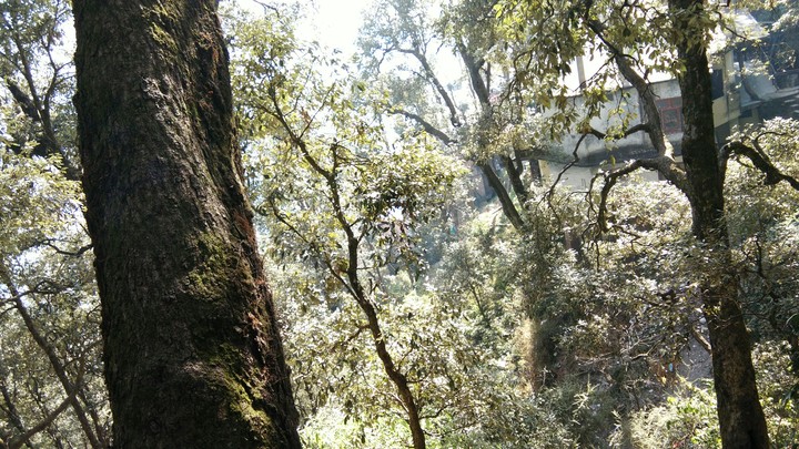 dalhousie tree