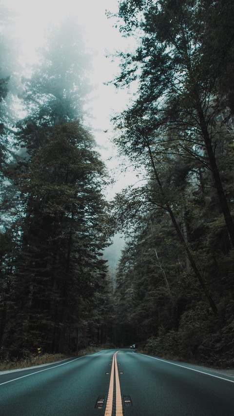 Лес дорога природа