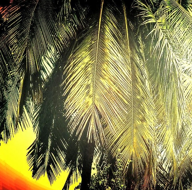coconut tree