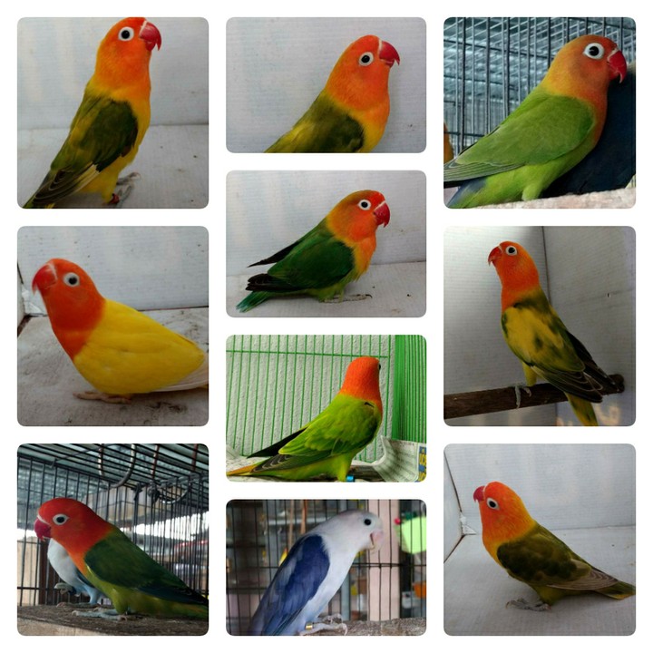 Lovebirds​