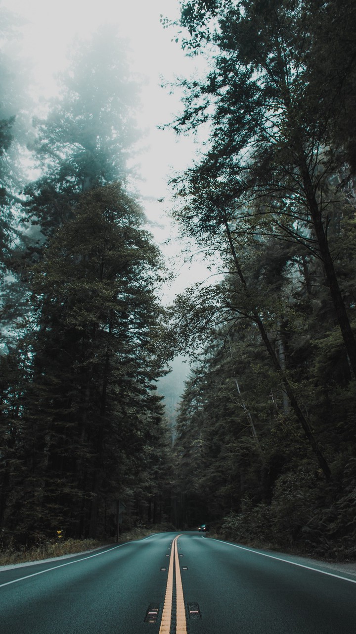 Лес дорога природа