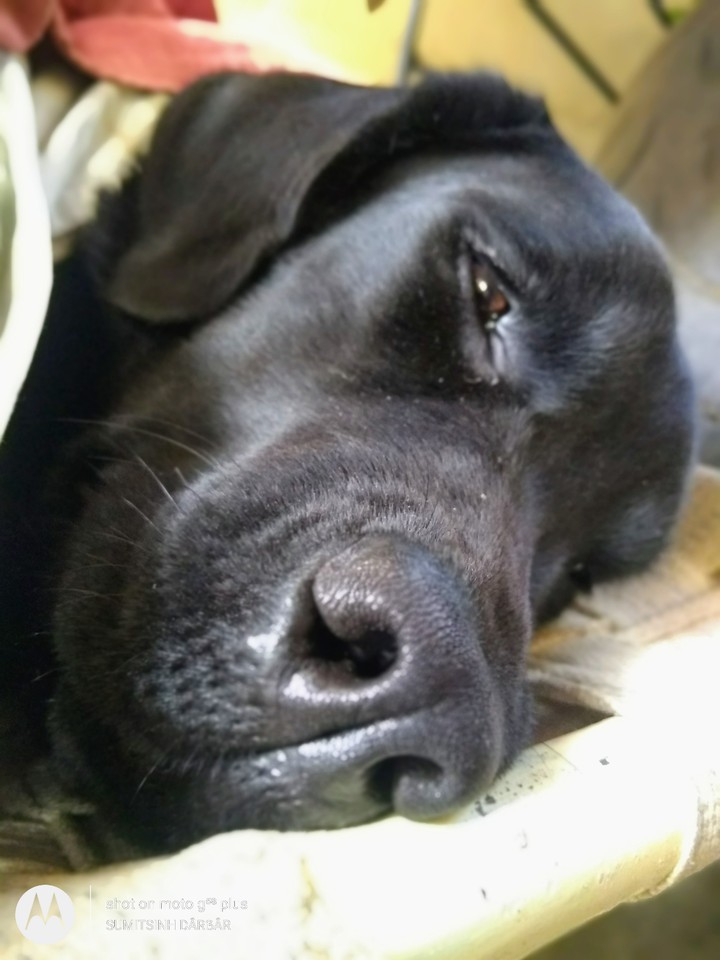labra dore
