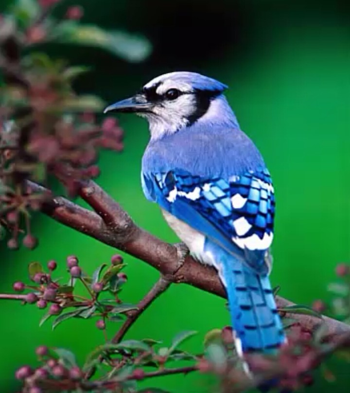 azulejo