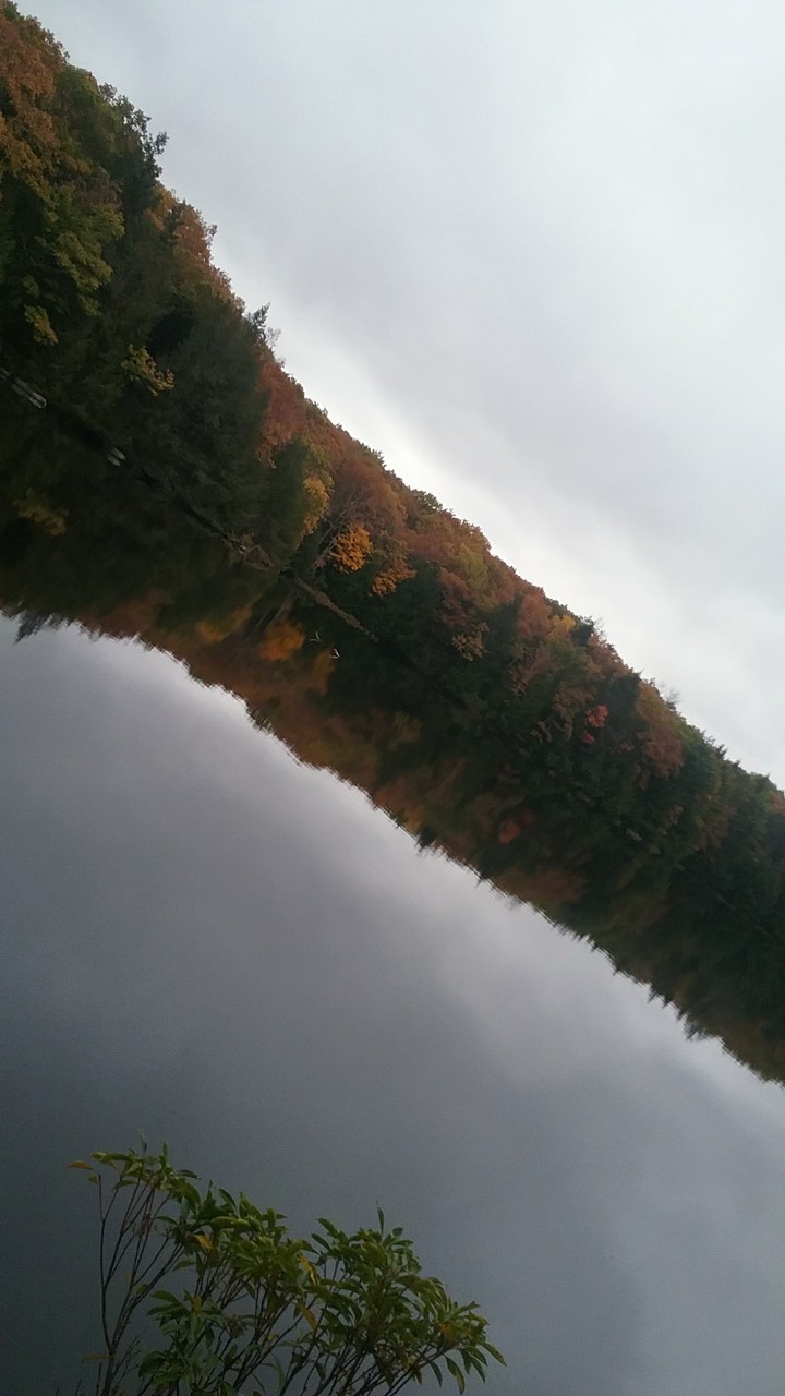 the majesticness of the tree!