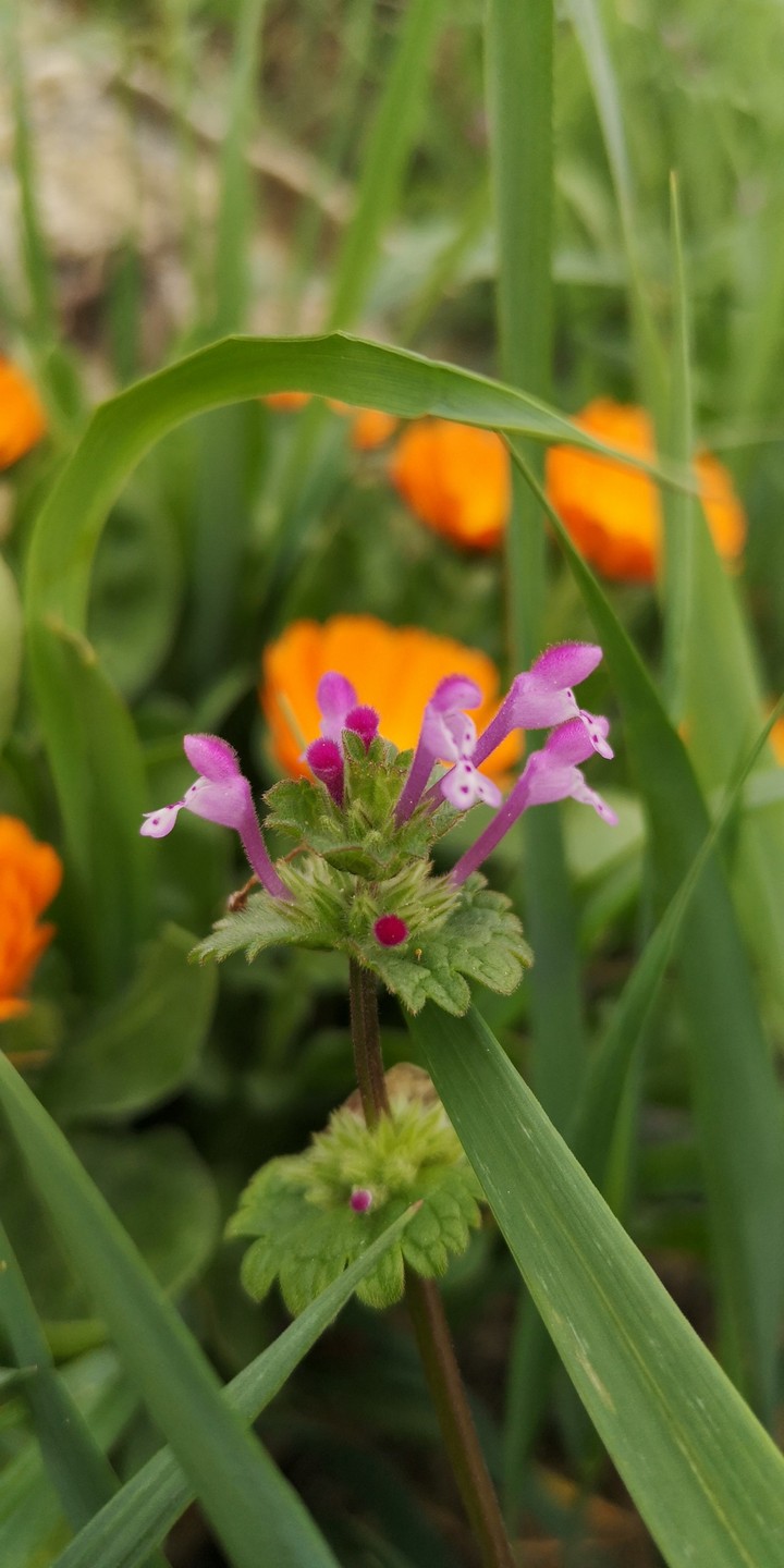 Gundelrebe vor Ringelblumen