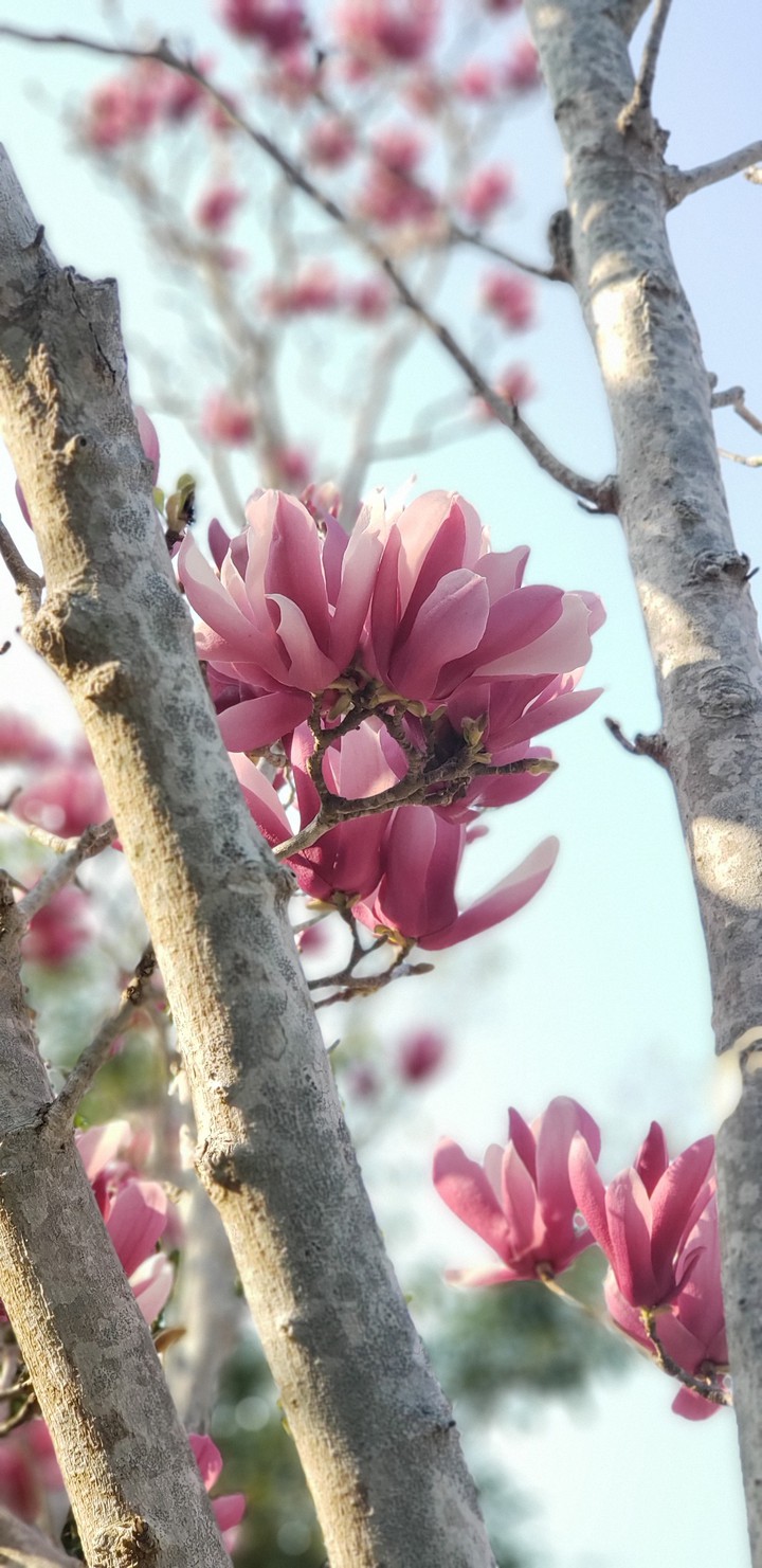 Magnolia liliiflora 1