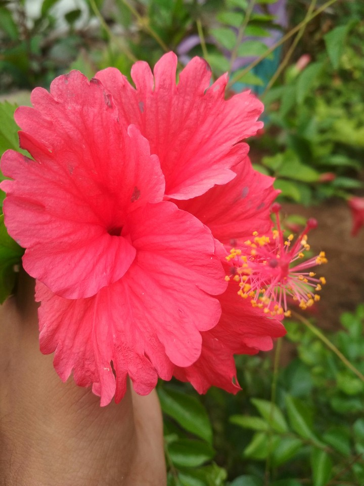 flower