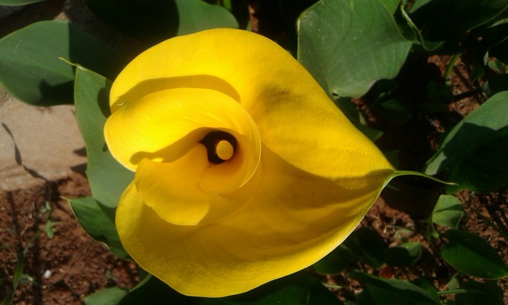 flower