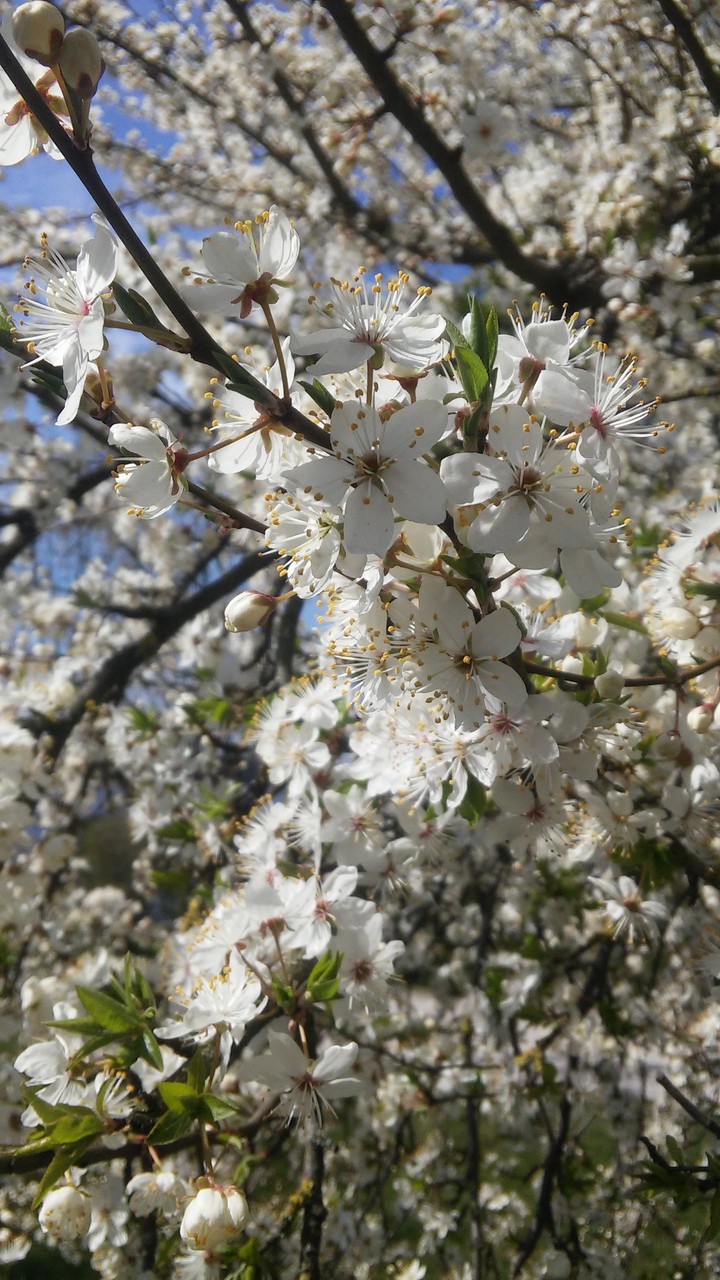 White flowers