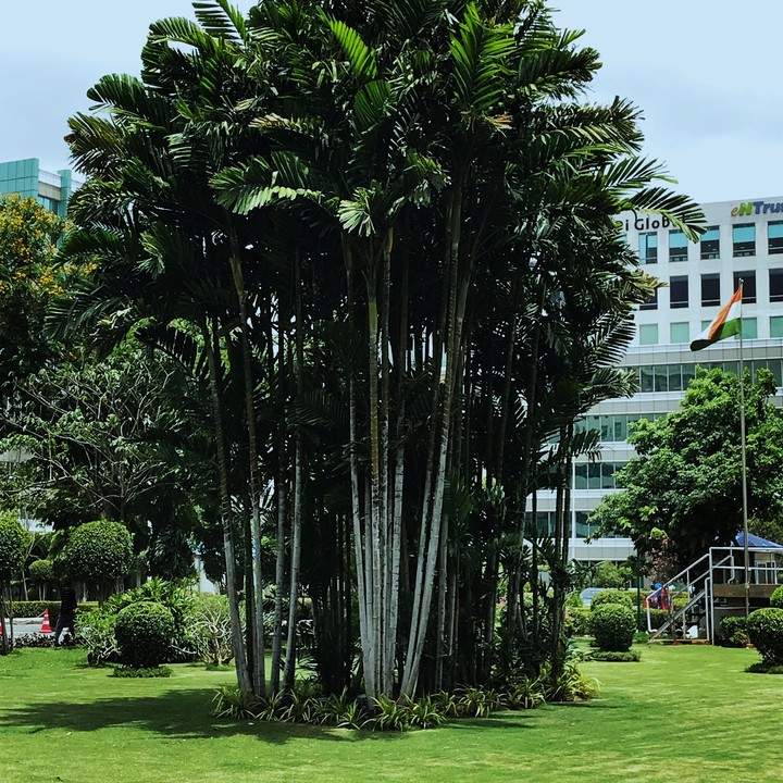 Tall trees