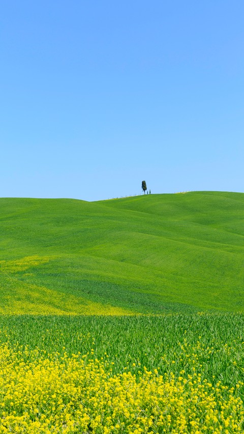 Nature Field