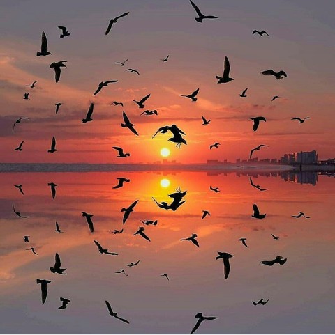 רקעים wildlife, cloud