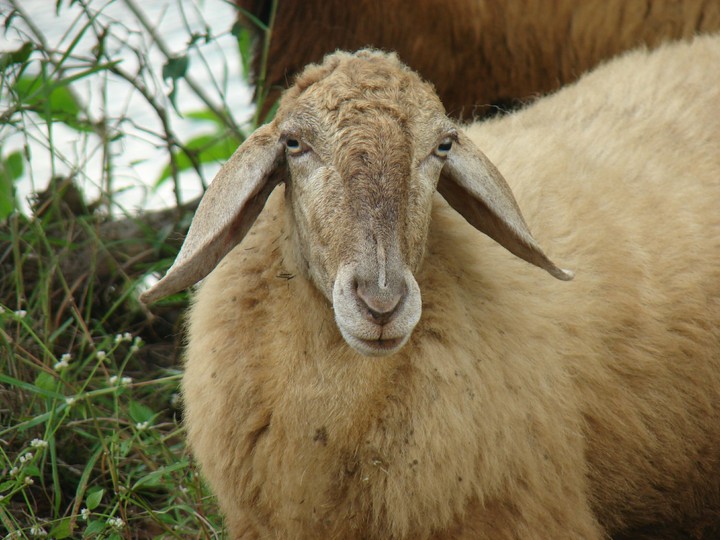 Indian Sheep