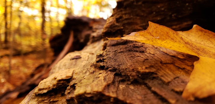 oak