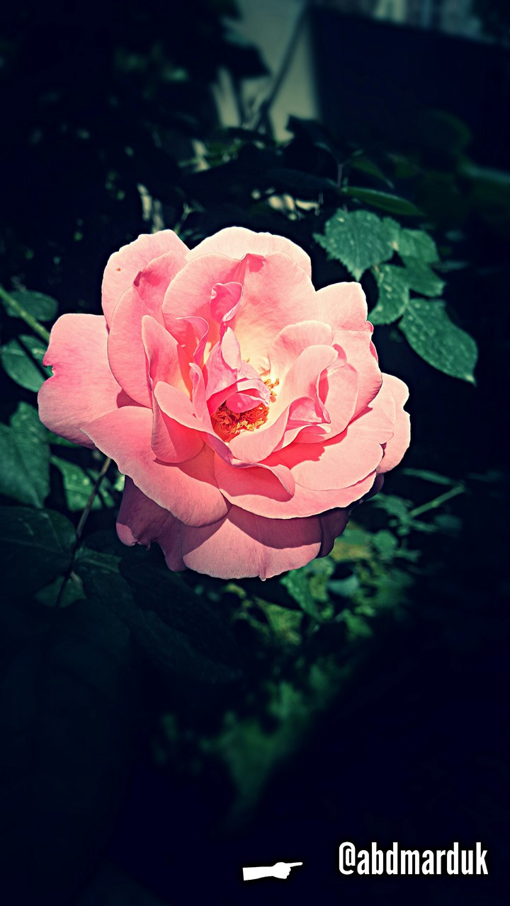 a flower