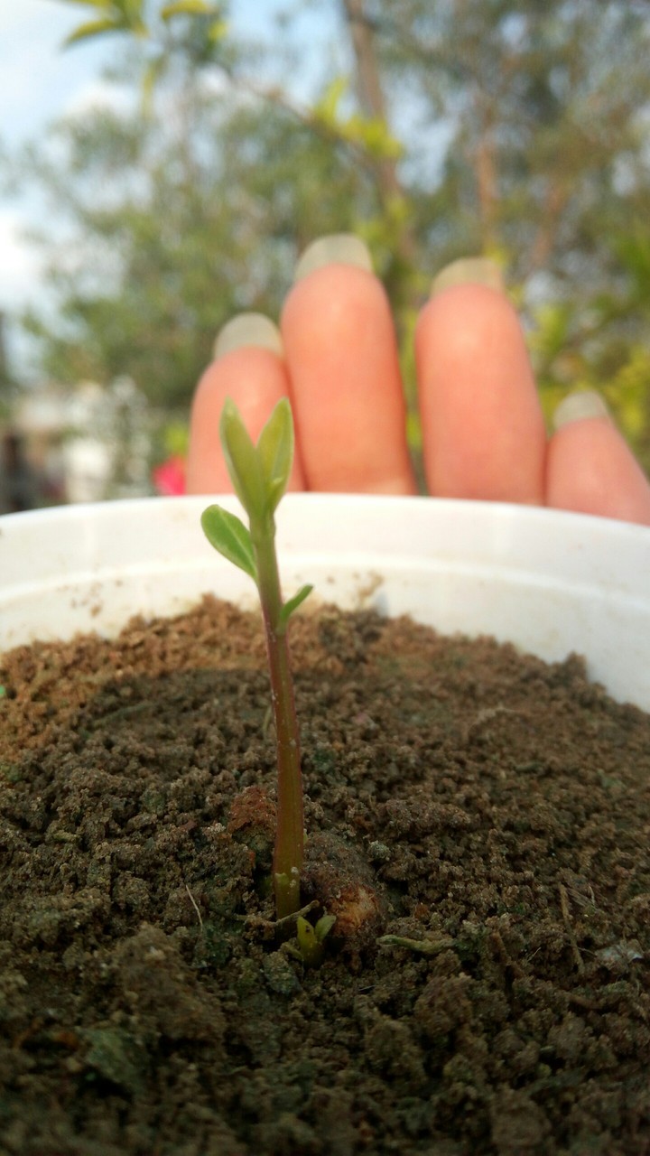 plant