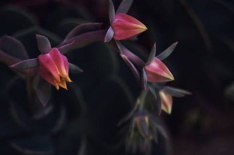 pink, petal वॉलपेपर