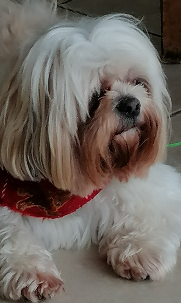 SHITZU