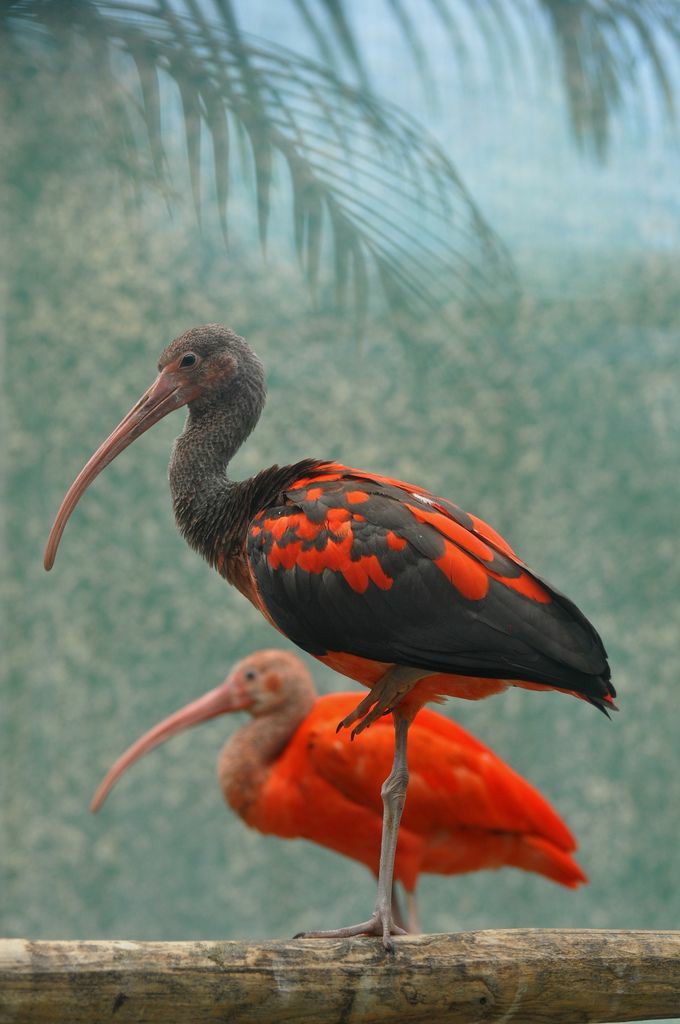 birds