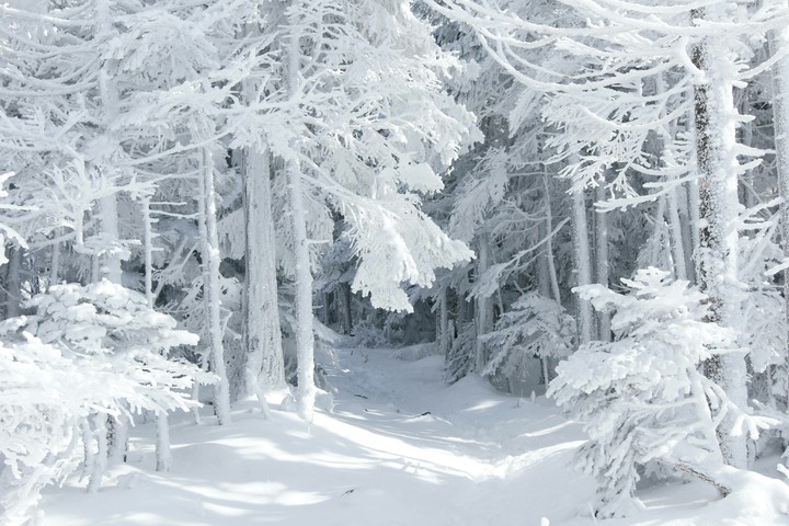 Зимний лес.