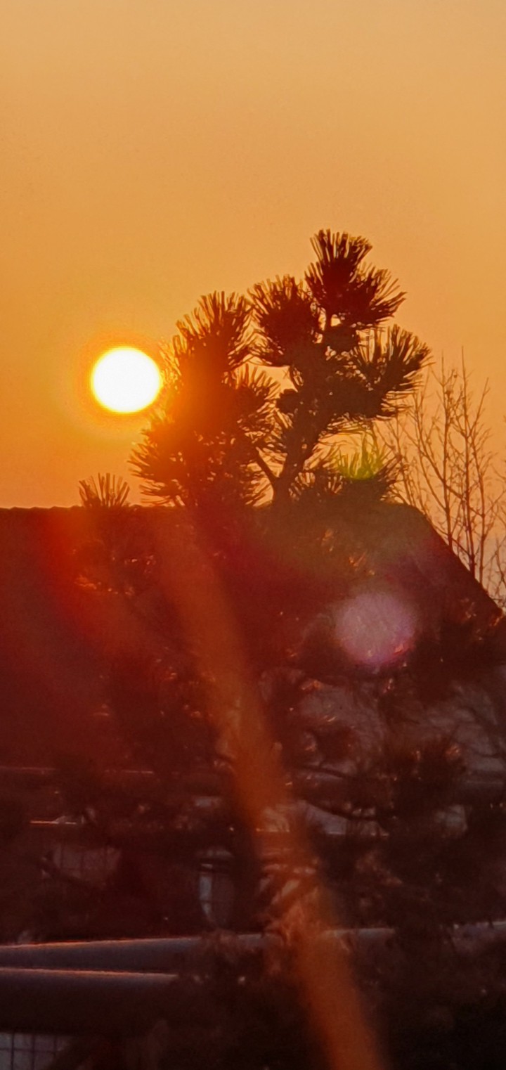 sunrice
