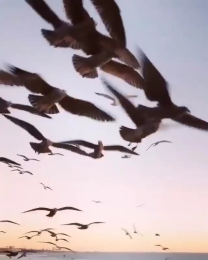 чайки,море❣️