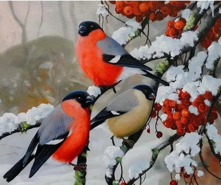 birds