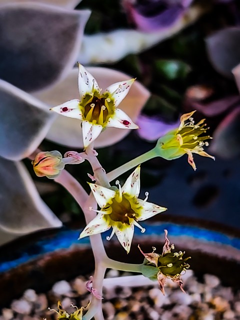 sfondi Close-up, plant