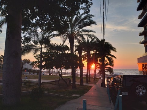 sfondi dusk, arecales