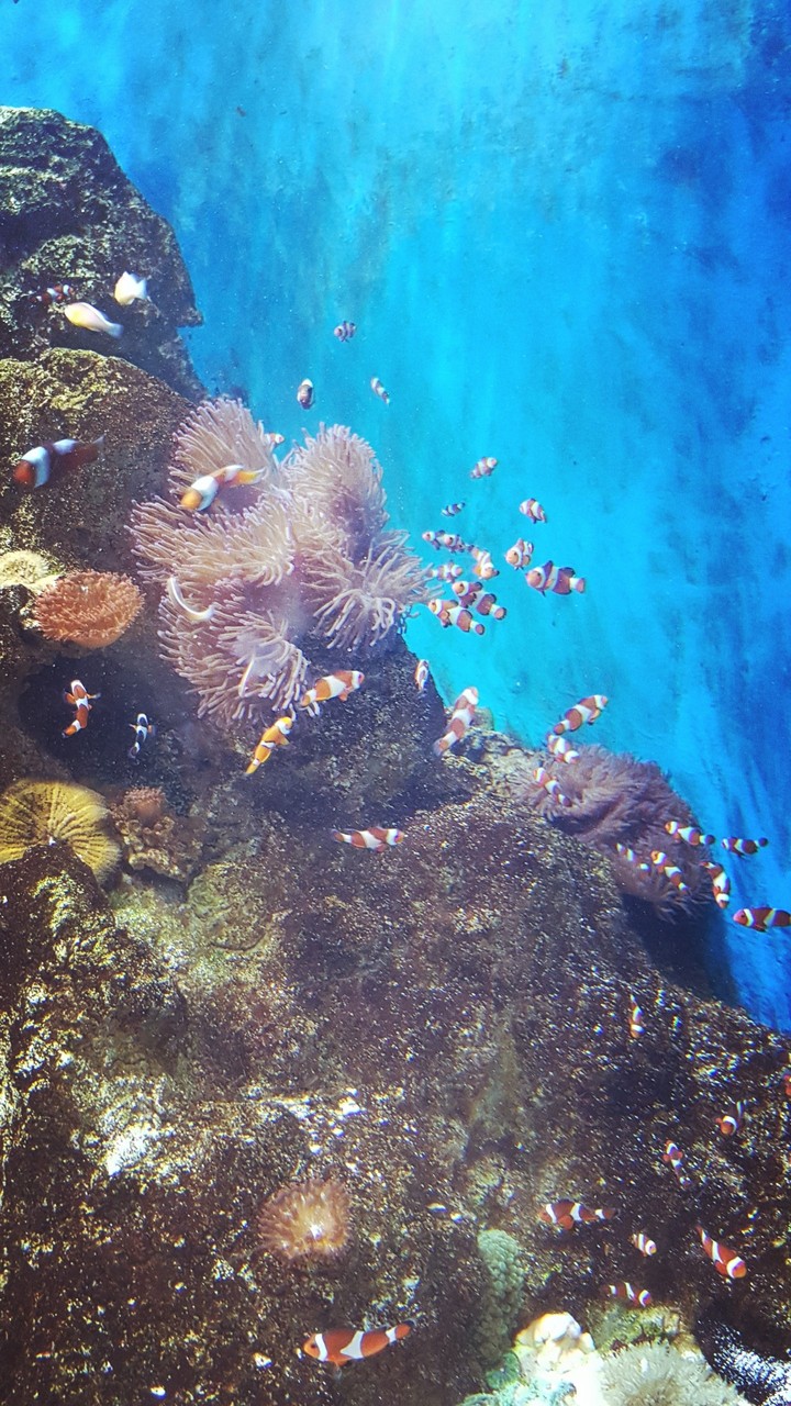 clown fish