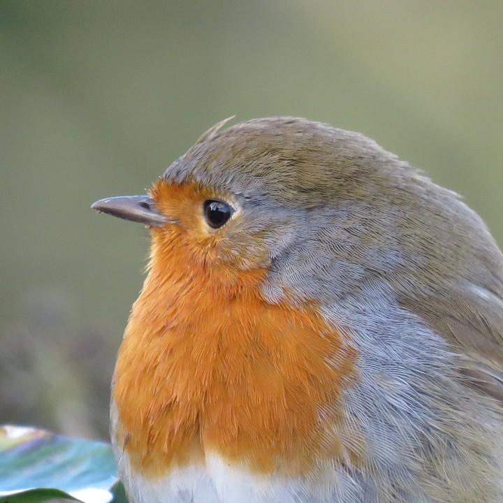 redbreast
