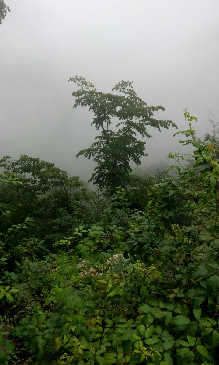 Tree in the fog *-*