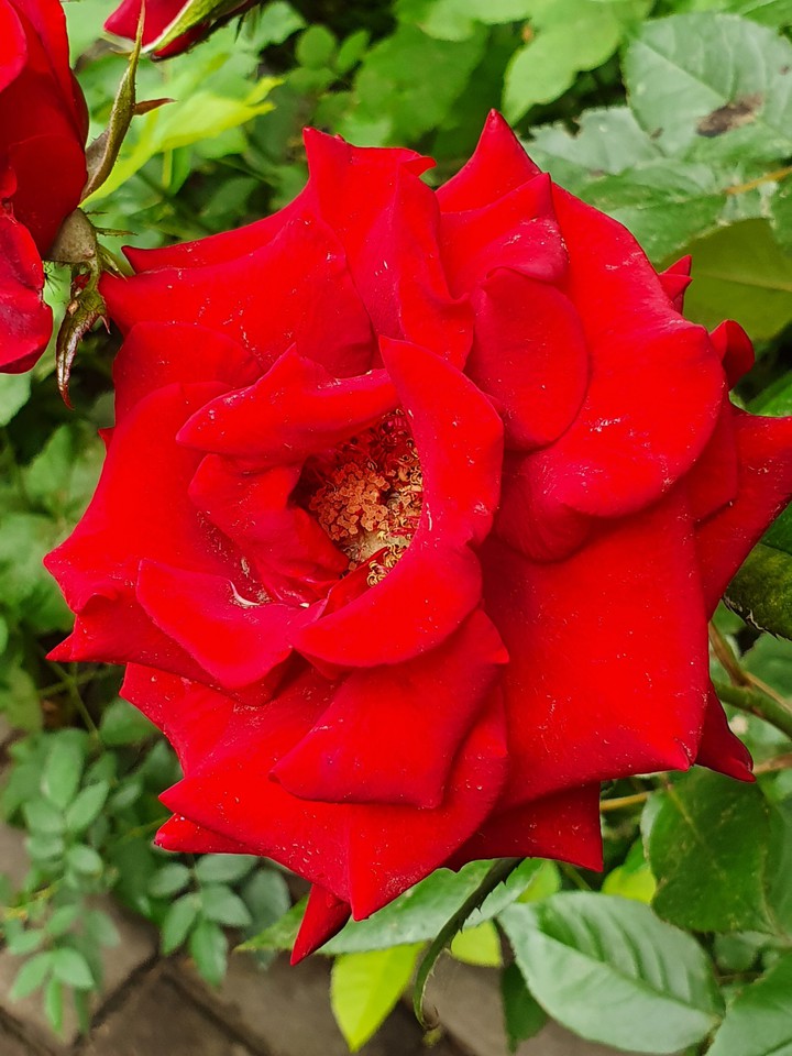 Scarlet rose