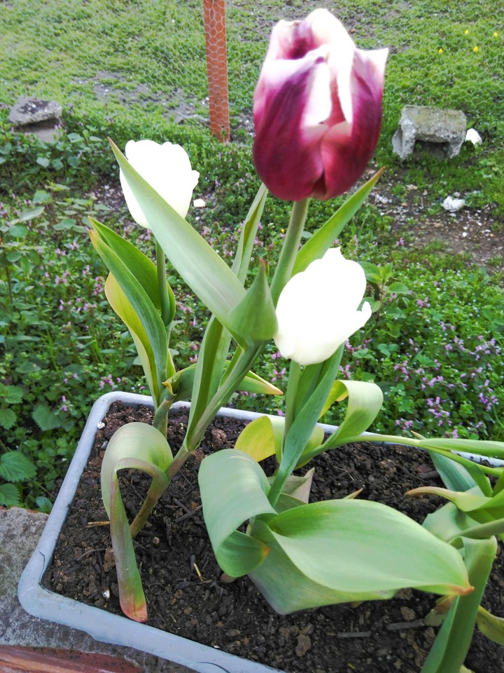tulip