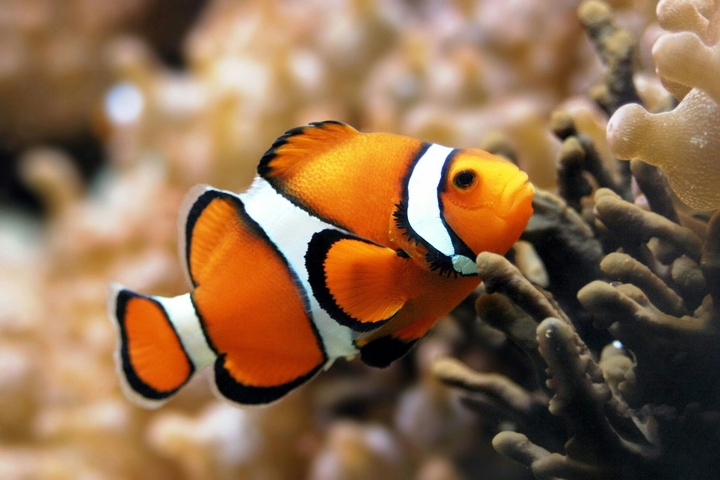 Peixe palhaço