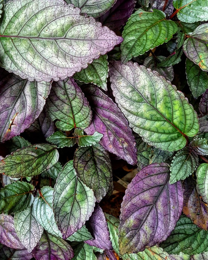 Shrub wallpaper