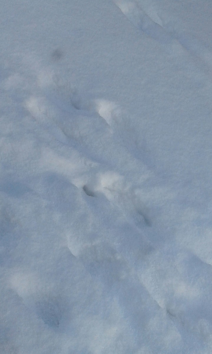 it is snow
